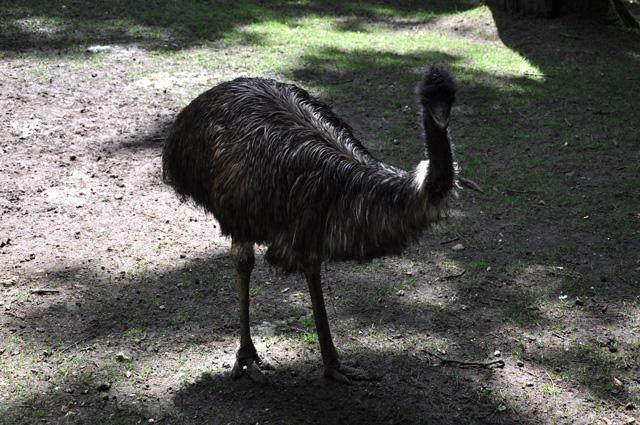 min 2013 07 06 beauval 086